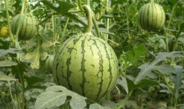 爆炸瓜视频 热门大瓜往期内容 校园生活,揭秘热门大瓜，回顾往期爆炸瓜视频